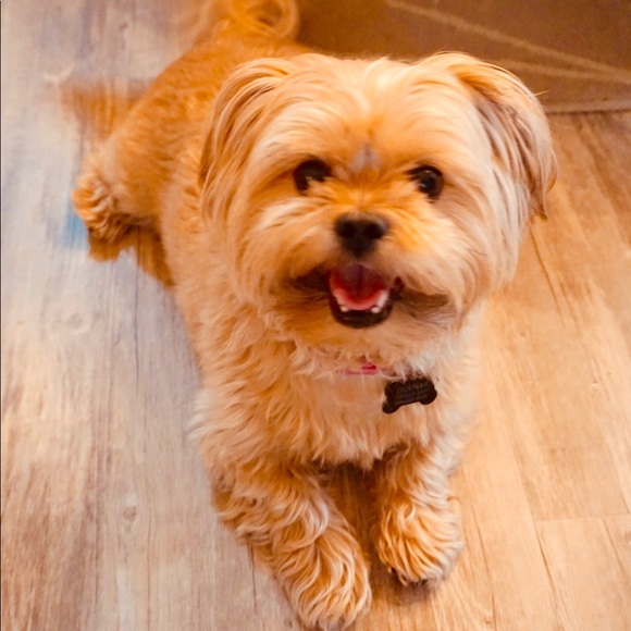 Meet your posher! - Picture 5 of 5